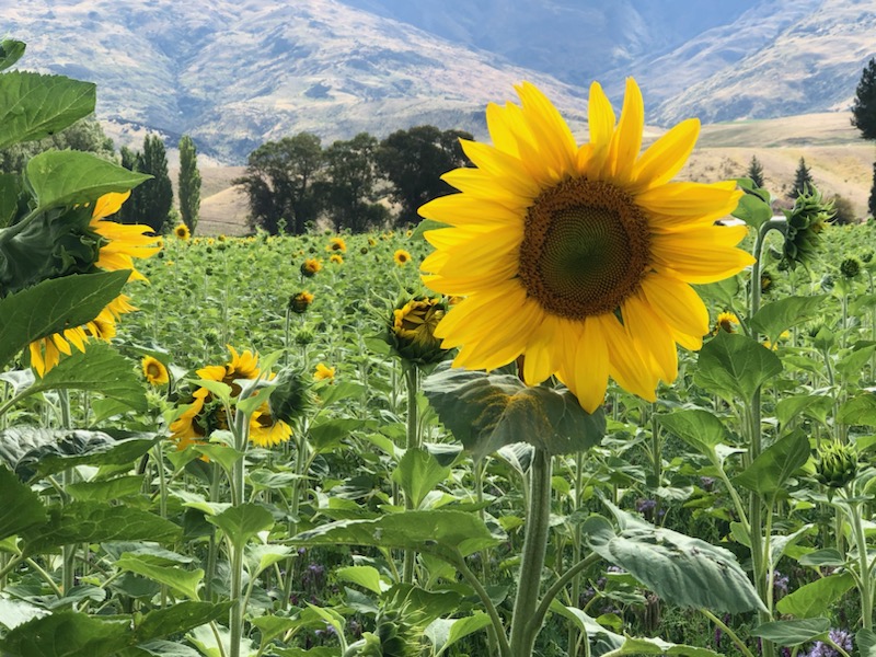 sunflowers on highway in otago